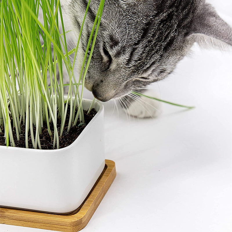 Pfotenolymp Premium Cat Grass Bowl/Cat Grass Seed Set - Ceramic Cat Grass Bowl - Planting