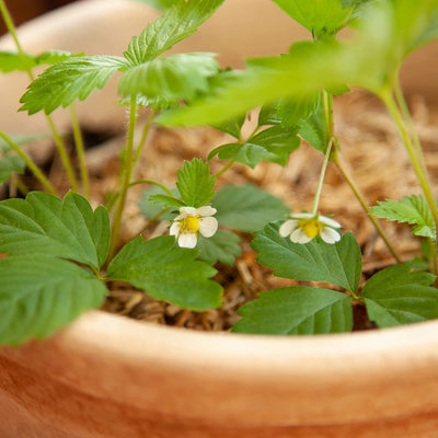 Grow Your Own Strawberry Plants: Premium Wild Strawberry Seeds For Planting 50 Garden