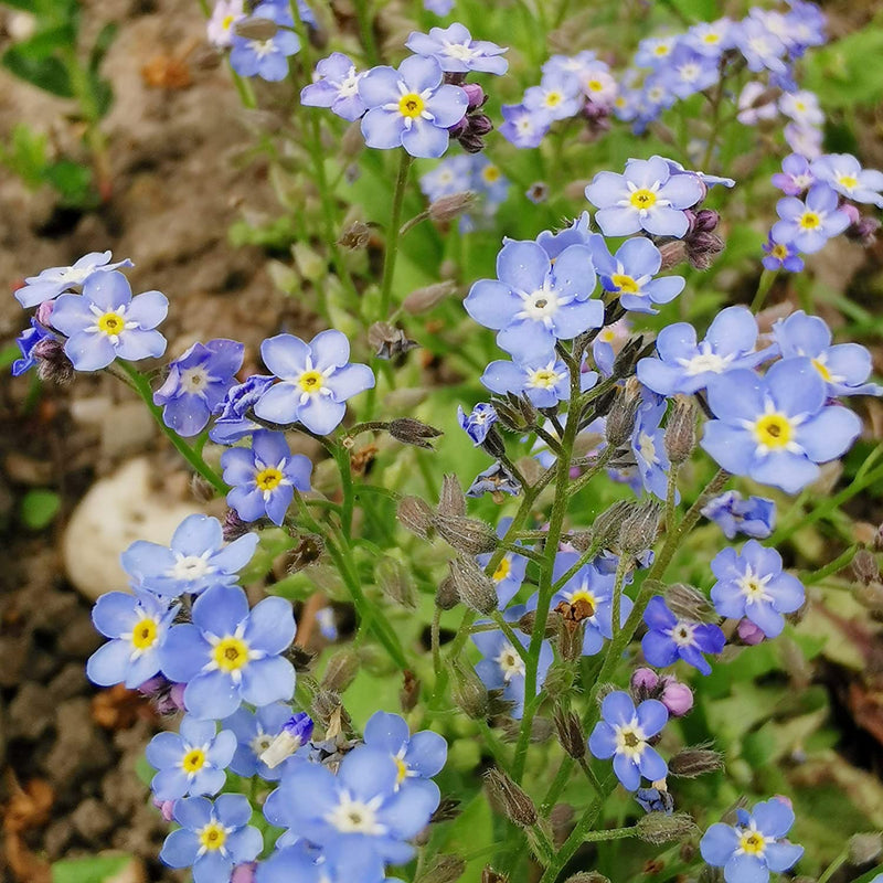 Grow Your Own Forget Me Not: Premium Wild Forget Me Not Seeds For Ca. 100 Forget Me Not