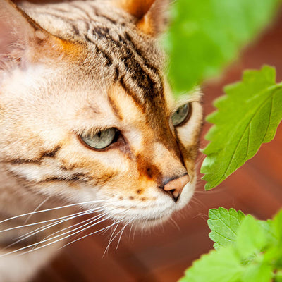 Catnip Seeds For Planting: Premium Cat Nip Seed To Grow Ca. 1000 Catnip Plants For Garden