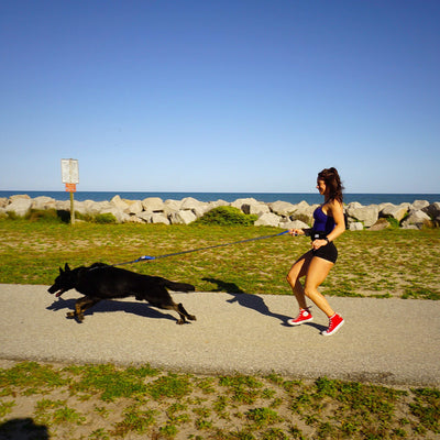 Hands Free Dog Leash For Running Walking Jogging & Hiking