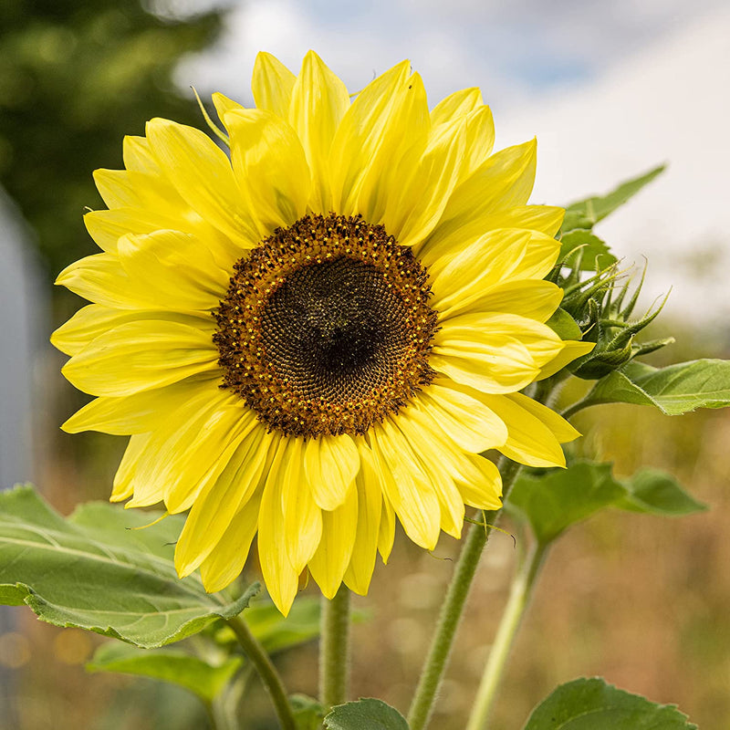 Grow Your Own Sunflower: Premium Giant Sunflower Seeds To Grow Ca. 20 Yellow Disc Flower