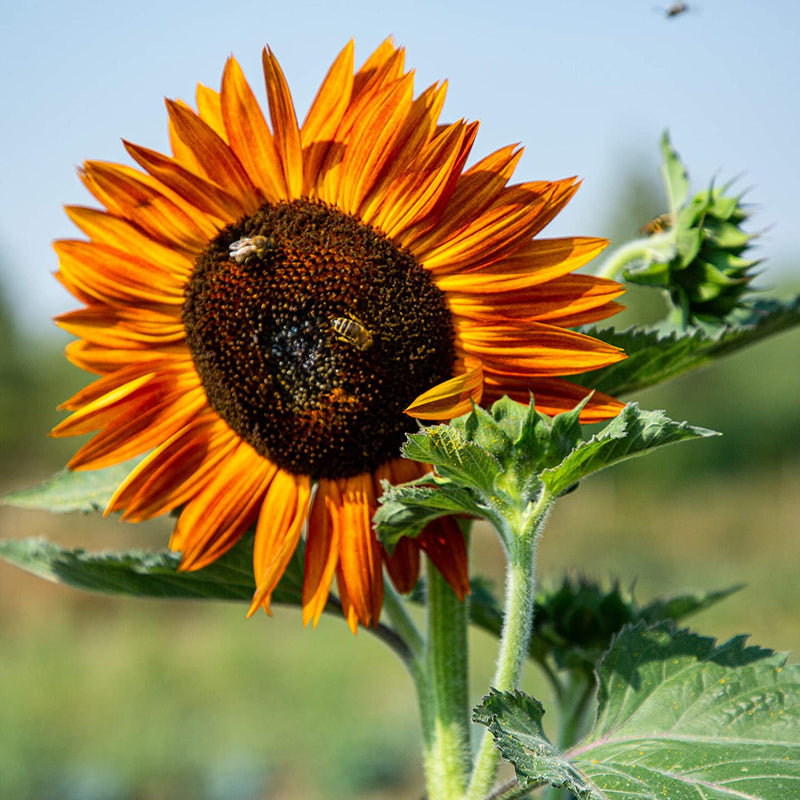 Grow Your Own Sunflower: Premium Giant Sunflower Seeds To Grow Ca. 20 Yellow Disc Flower