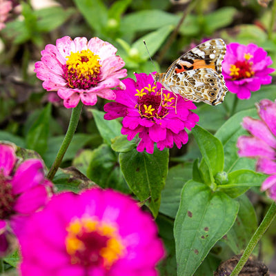 Butterfly Garden: Premium 10G Butterfly Seeds Flower Mix - Grow Your Own Beautiful Wild