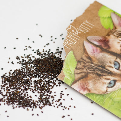 Catnip Seeds For Planting: Premium Cat Nip Seed To Grow Ca. 1000 Catnip Plants For Garden