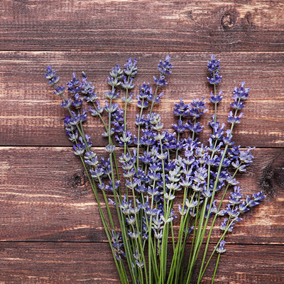 Lavender Plant Seeds: Premium Perennial Lavender Seeds For Ca 100 Lavender Plants Outdoor