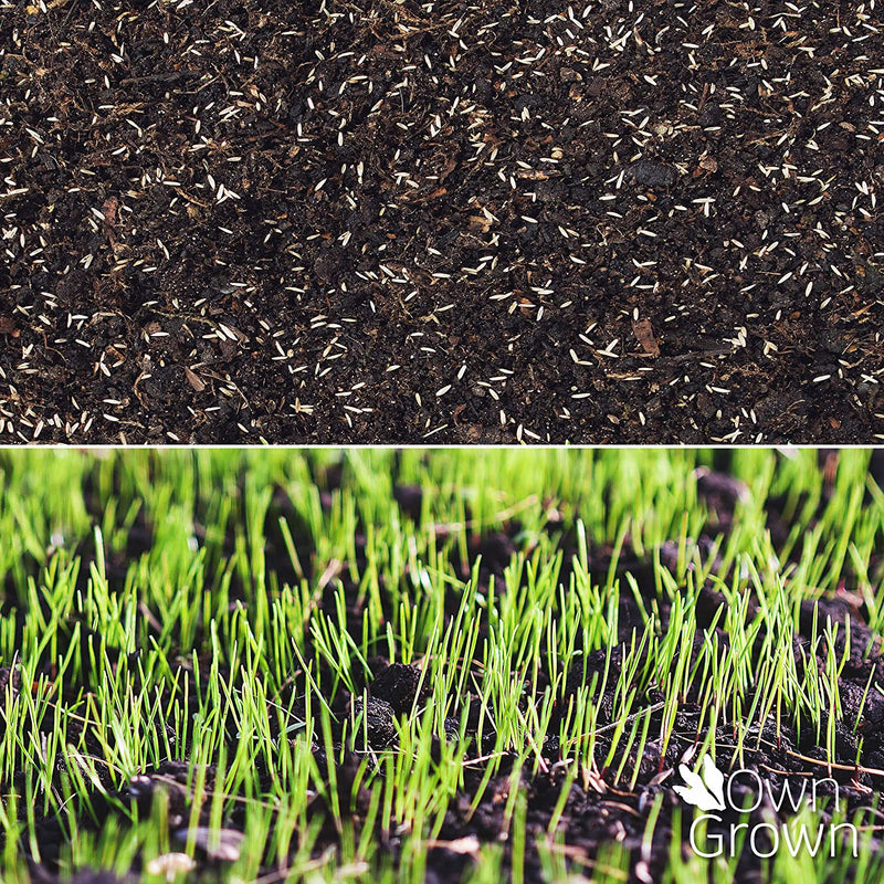 Lawn Seed Pellets: Premium Lawn Repair Grass Seeds 180G For 10M Bird Resistant Grass